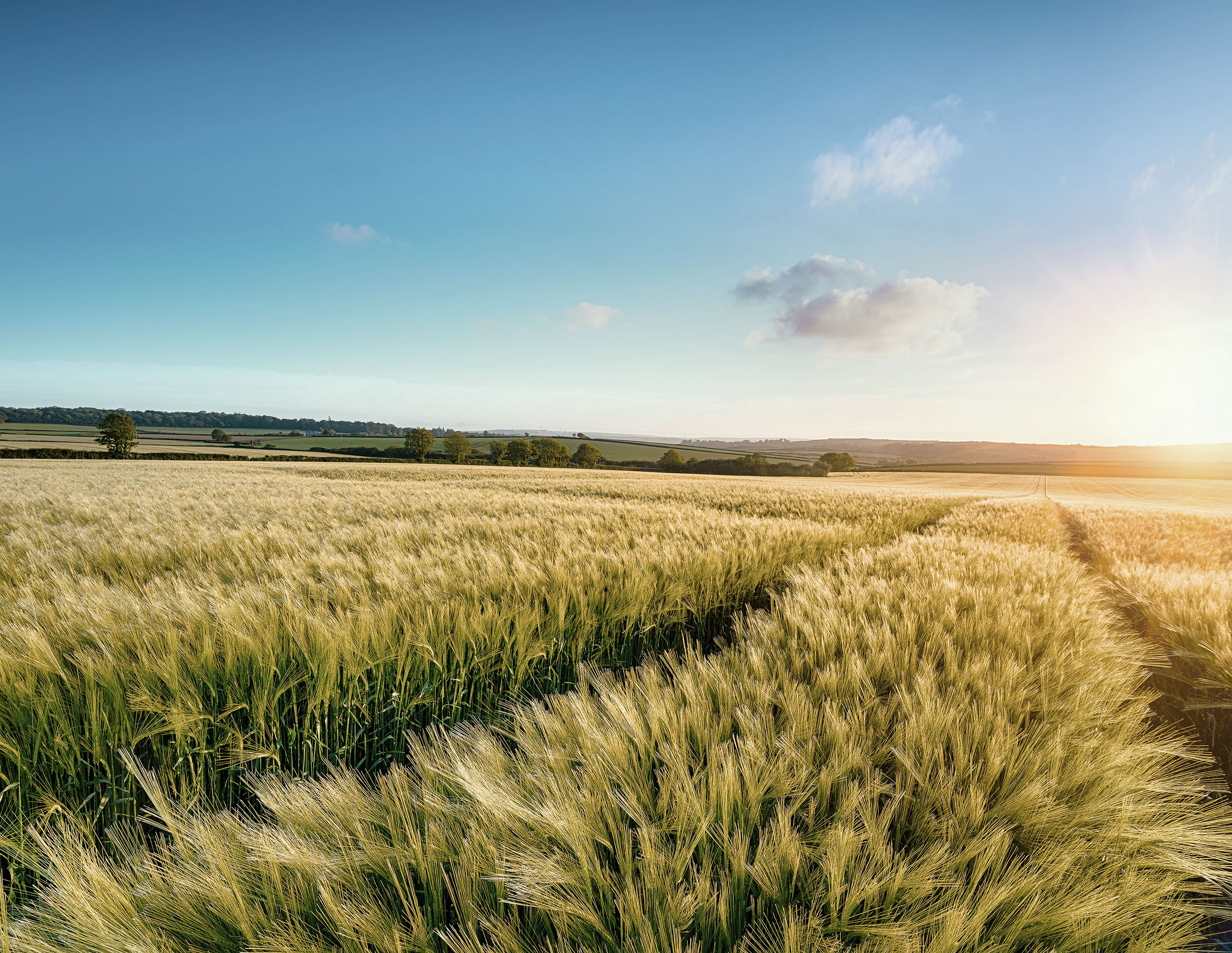 Kornfeld mit Sonnenaufgang